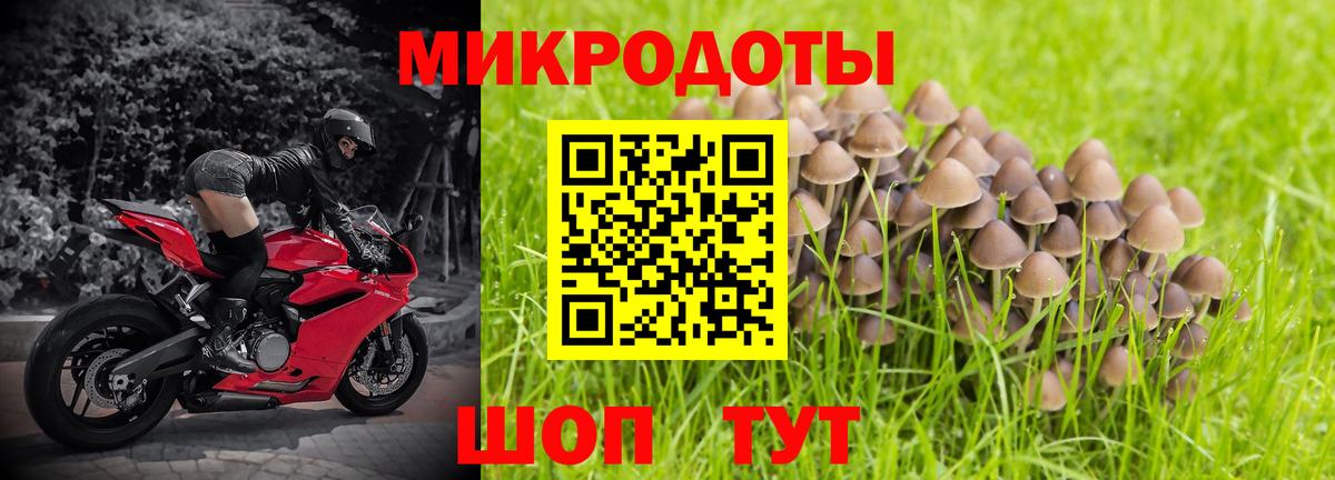 Большой Камень  Псилоцибиновые грибы MAGIC MUSHROOMS  Вход с VPN 